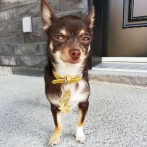 Meet your Posher, Ming